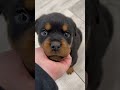 Rottweiler dogs for sale: Sara - Video 1