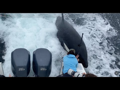 Killer Whales Chasing our Boat! Is it an "Attack", or Something less Sinister?