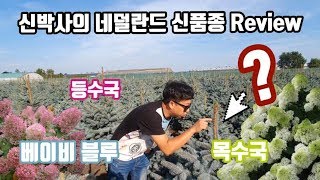 네덜란드 신품종 리뷰-벽에 붙어 자라는 등수국,가문비 최신품종 베이비블루,홍가시까지 /Daelim Nurse…