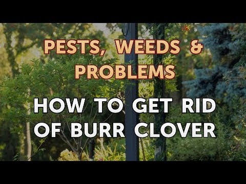 download lagu mp3 mp4 Burr Clover, download lagu Burr Clover gratis, unduh video klip Burr Clover