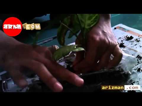 Taman Vertikal Dari Botol Plastik Bekas taman-vertikal-dari-botol-plastik-bekas