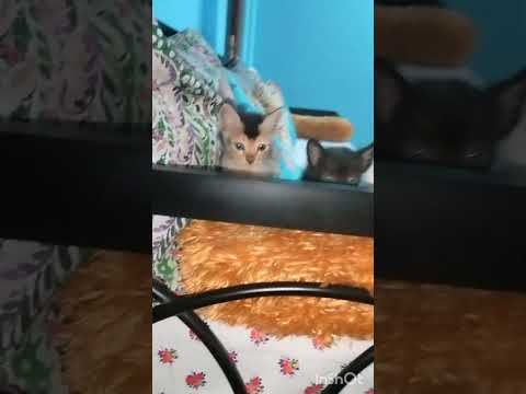 Minivlog-9 😺♥️ #shorts #youtubeshorts #youtubeshorts #cat