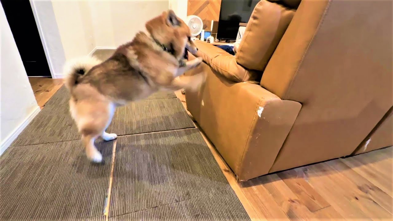 消えてしまったボールに荒れ狂う柴犬