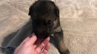 Video preview image #4 German Shepherd Dog Puppy For Sale in LEAD HILL, AR, USA