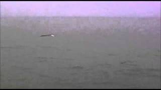 preview picture of video 'Hold My Rod - Spotting Dolphins in the Rain - St Francis Bay South Africa'