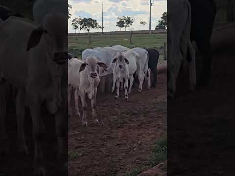 39 MACHO EXTRA VALOR 3350 DISPONÍVEIS PRA VENDA EM LAGOA SANTA GOIÁS.