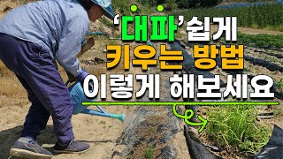 대파 쉽게 재배해서 계속 먹을수 있는법 대파농사 대파재배 대파키우기 대파모종