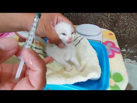 Cat Care 101 Kittens 1st deworming and vitamin/1st bath and deworming for mamacat after giving birth