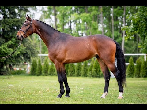 4 yo Cole Porter ( F ONE USA x Colandro) First Competition