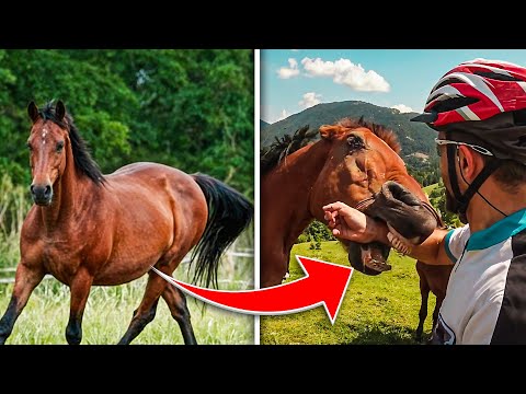Die 12 GEFÄHRLICHSTEN Pferderassen der Welt!