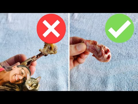 Raw bones for cats dos and don'ts