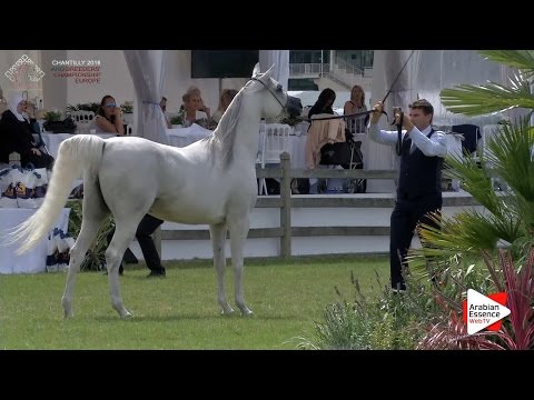 1st - N.50 PSYCHE VICTORIA - Chantilly 2016 ABCE - Mares 7+ years old (Class 5)