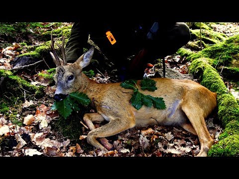 Blattjagd 2018 - Teil II der brave Sechser