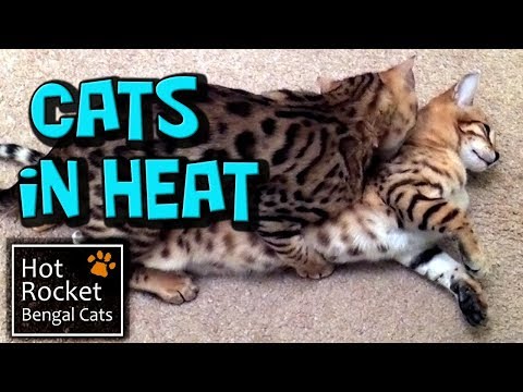 Bengal Cats in heat - what to expect, kittens 4-5 months old