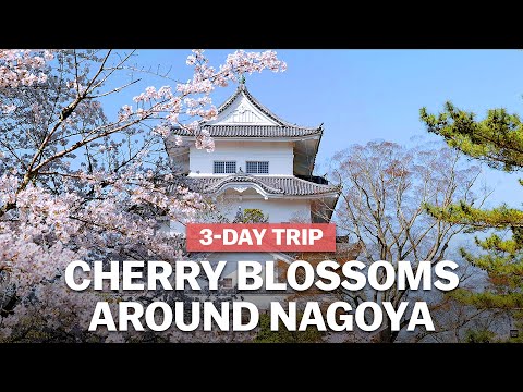 名古屋周邊的櫻花 | japan-guide.com (Cherry Blossoms around Nagoya | japan-guide.com)