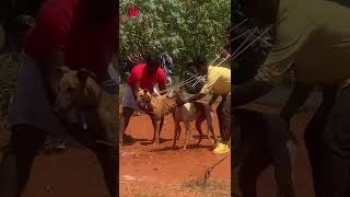 Download lagu Hound dog race - Thisayanvilai - Thirunelveli #shorts #kannidog #chippiparai #doglovers mp3 Download lagu Hound dog race - Thisayanvilai - Thirunelveli #shorts #kannidog #chippiparai #doglovers mp3