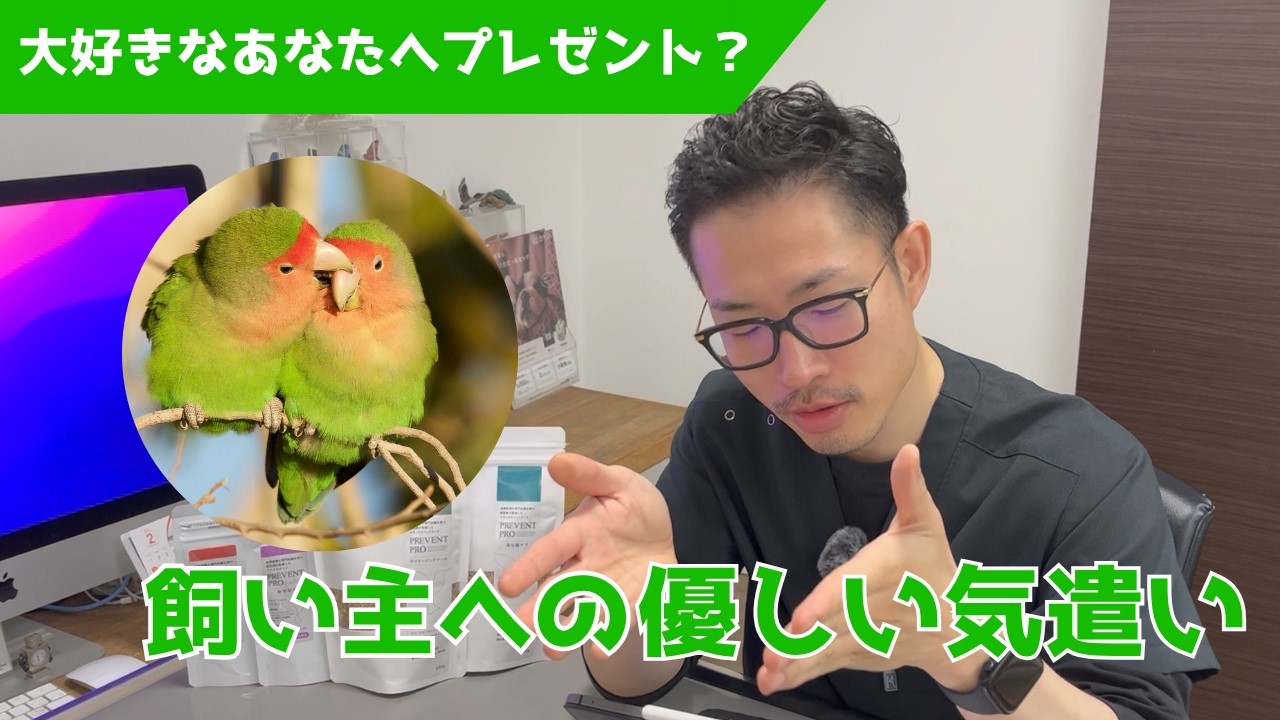 【質問コーナー】発情や換羽中の羽繕い中に羽をパタパタする理由は？コザクラインコが乾燥した糞をプレゼントする理由は？飲水量が1日で20ml…続けると病気になる？にお答えしました！
