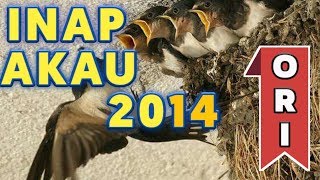 Download lagu Ini Dia Suara Inap Burung Walet Si Akau 2014 Original Mp3 | Tomandar Id mp3