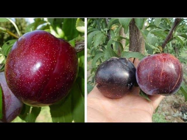 Шарафуга Купить Саженцы В Челябинске