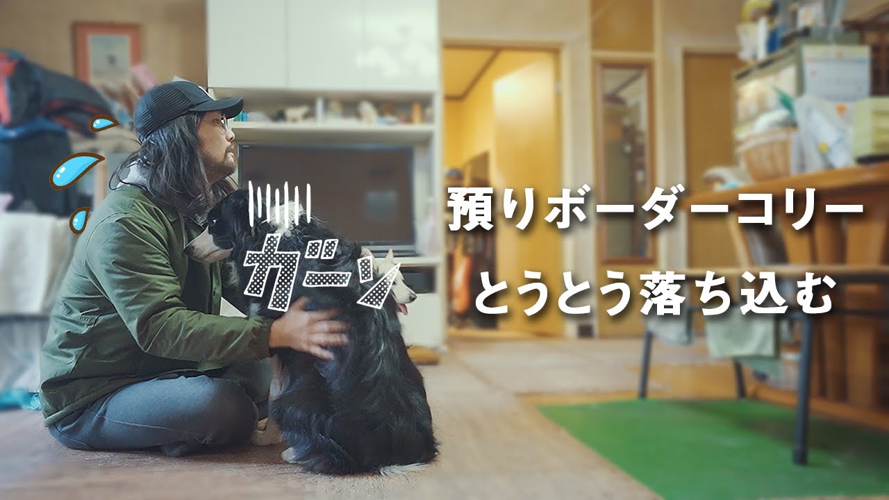 預ってるボーダーコリーがとうとう落ち込んでしまいました…【ホワイトシェパード】