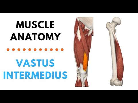 Vastus Intermedius | Muscle Anatomy | Joetherapy