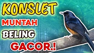 Download lagu Masteran Semua Ocehan Paket Komplit |Masteran Yg Disukai Juri | Murai, Kacer, Cucak Ijo, Sulgun Dll mp3 Download lagu Masteran Semua Ocehan Paket Komplit |Masteran Yg Disukai Juri | Murai, Kacer, Cucak Ijo, Sulgun Dll mp3