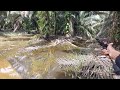 TAK TERDUGA‼️casting gabus | dispot banjiran | jakpot ikan toman yang cantik casting ikan toman#026