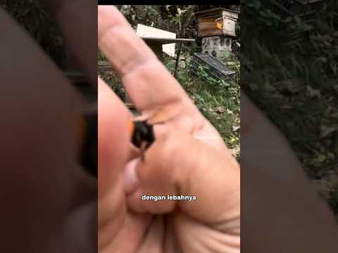 Ia Akhirnya Dapat Memanen Madunya Dengan Tenang! ❣️🐝 #shorts