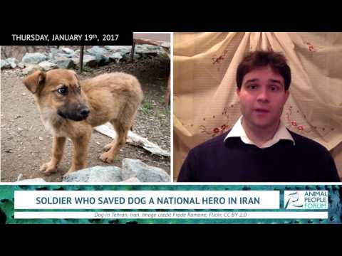 Soldier Who Saved Dog Becomes National Hero in Iran (1/19/17)