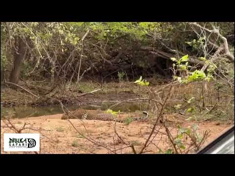 🍃Dinuka Safari Sri Lanka 🇱🇰 🍃Yala National park🍃Book today+94741003585 www.dinukasafari.com #safari