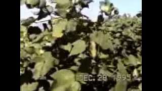 SI,NARIO - KOREAN MOVIE OFFICIAL TRAILER