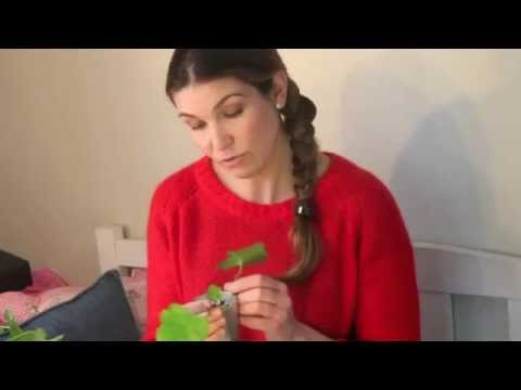 Pelargonsticklingar. Pelargoner -sticklingar- så här tar du egna!