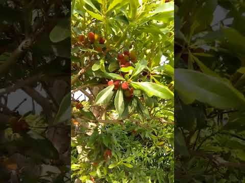 これが、すぐに果樹にホイルを被せるべき理由です。  庭園