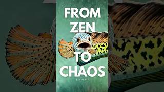 Download lagu 🔥 Mangap-Mangap ‼️ the real fish predator Channa Barca #shorts mp3 Download lagu 🔥 Mangap-Mangap ‼️ the real fish predator Channa Barca #shorts mp3