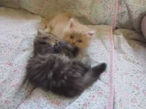 Yalil, Yaira, Yamirez e Yamal