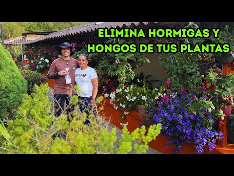 Destroy aphids, mealybugs, and ants from your plants, Liliana's beautiful garden |AP