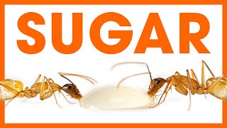 Feeding Ants Sugar | Ant Diet & Nutrition