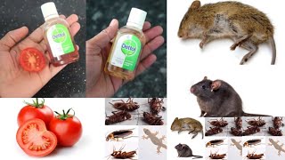 JUST 2 EASY TIPS FOR RAT AND COCKROACH || How To Kill Rats & cockroach Within 5 minutes ||