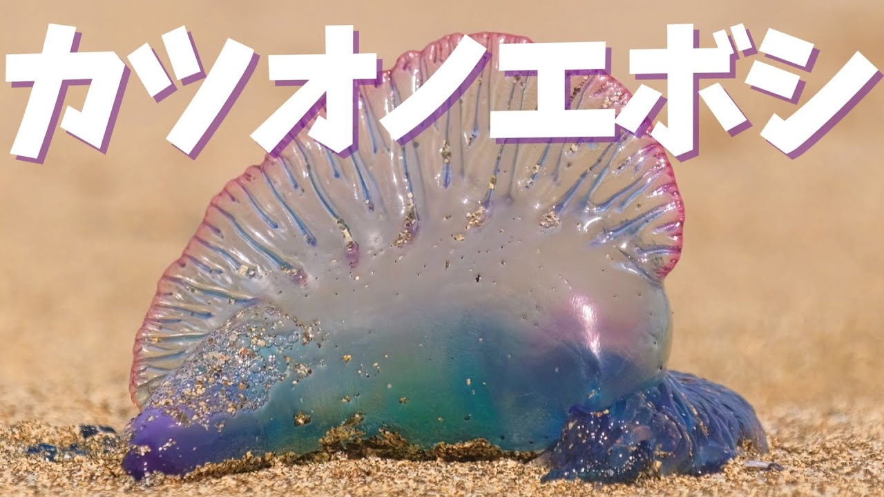 【カツオノエボシ】~クローンの群れ！？海に浮かぶ青いギョーザ~【群体生物】