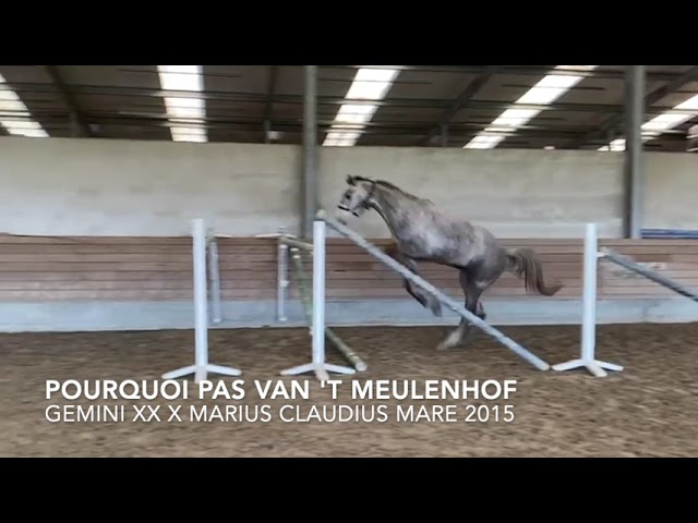 Pourquoi Pas van het Meulenhof loose jumping