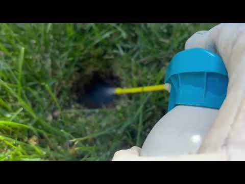 Yellow Jackets Dig Into Homeowner's Backyard...