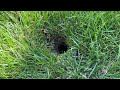Yellow Jackets Dig Into Homeowner's Backyard in Fair Haven, NJ