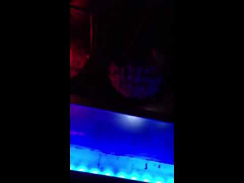 Tommy Trash VS Ingrosso