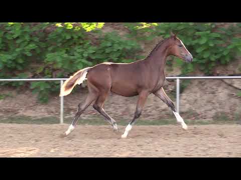 Nr. 12 DIARADO HF von Dark Highlight AT - Angelo