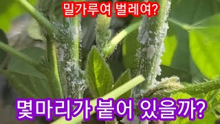 콩밭을 기습 공격하는 요녀석이 무엇 일까요? 서리태콩병충해,서리태재배