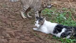 Download lagu cara kucing berkembang biak.. mp3