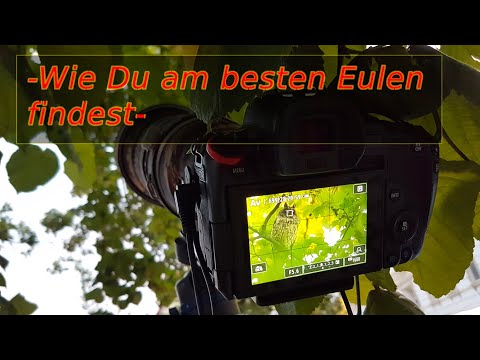 Wie Du am besten Eulen fndest