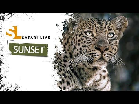 SafariLIVE Sunset Safari- Repeat - 14 May 2024