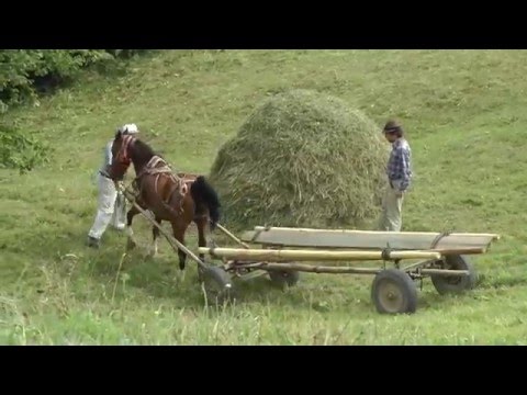 Romania, Transylvania Hay Camp 2015 Part 2 (of 3)