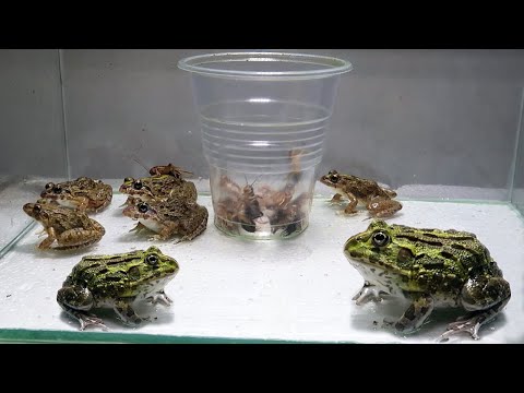 Green Bullfrog and Pond Frog and Foods